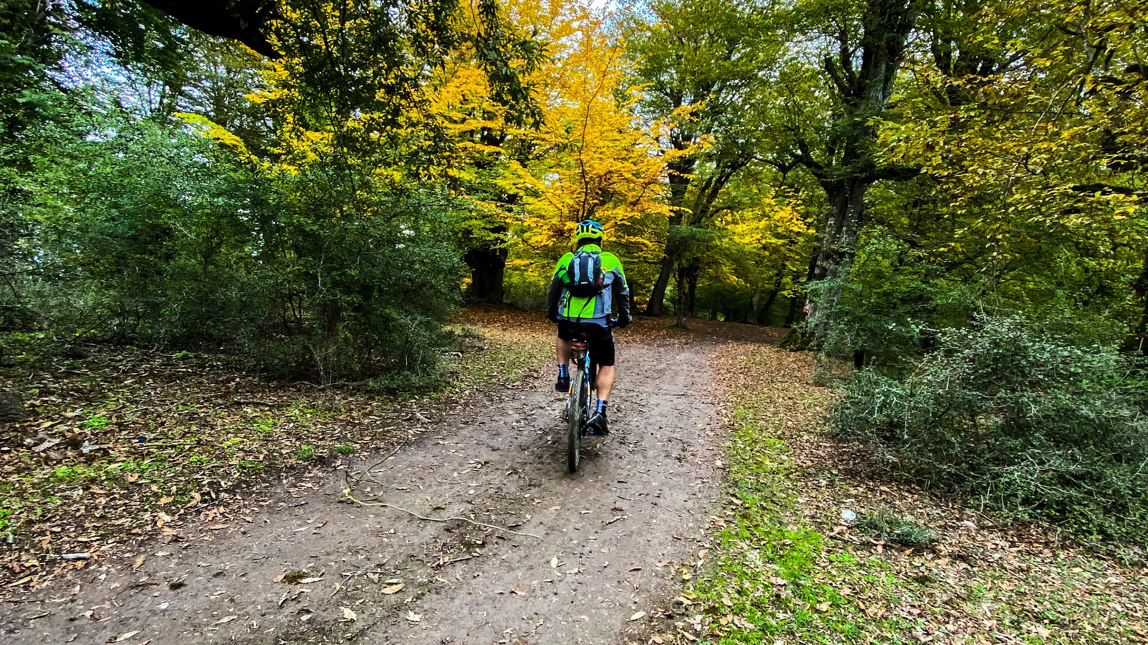 مسیر جنگل پاییزی